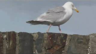 Seagulls on Sea wall ~ Newgale beach ~ Pembrokshire Wales UK