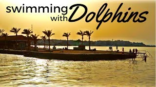 I FOUND DOLPHINS IN THE RED SEA, EGYPT مصر