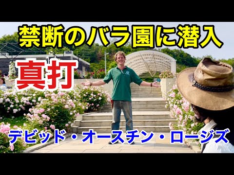 園芸 ブルーウッドアスター、ハートリーブアスター