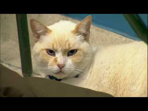 Conheça o gato que frequenta as aulas de uma faculdade