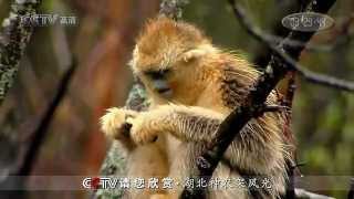 Video : China : ShenNongJia Nature Reserve 湖北神农架风光, HuBei province