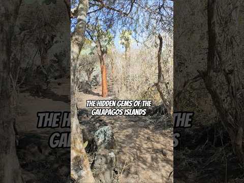 Secret Path at Las Grietas - Santa Cruz - Galapagos