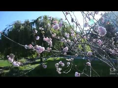 Spend a relaxing day at the Presidio of San Francisco