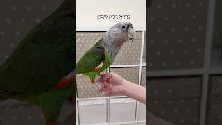 Kody Cape Parrot Conversation