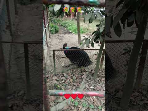 #Nirob #short 💐♥️♥️♥️💐💐💐🫂🫂♥️💐