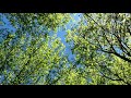 Suoni Della Natura Suono Rilassante Del Vento Tra Le Foglie Degli Alberi Rumore Bianco ASMR