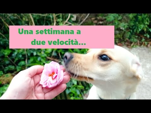 A busy week, various trips and Giovanni's birthday 😓🚗🎁