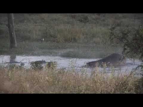 Djuma: Three Hippos feeding then go in shallow end of dam - 05:40 - 04/18/21