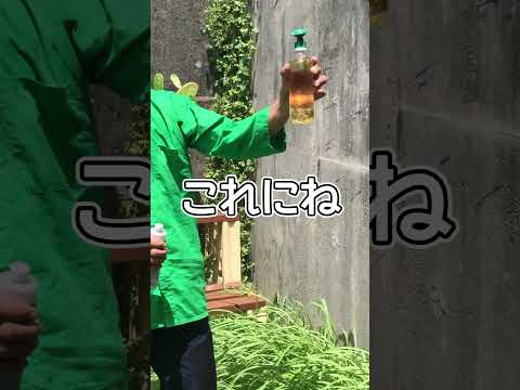 春になったら除草剤を撒いたほうがいいでしょうか?すべきこととしてはいけないこと  庭園