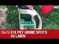 How To Fix Pet Urine Spots on Lawn - Ace Hardware How To Fix Pet Urine Spots on Lawn - Ace Hardware