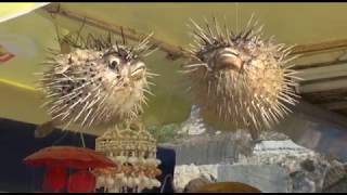 HÍREK A TERMÉSZETBŐL