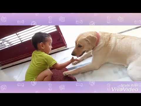 Yajat playing with Hezal 🐕