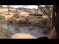 Hippo Dives In Pool