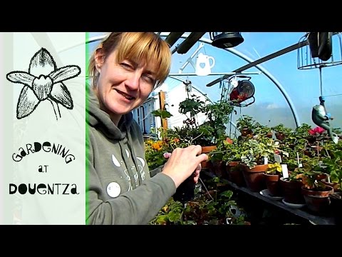 A Happy Day - visit to the pelargonium queen