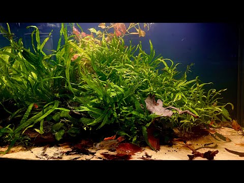 Tanie akwarium 72 litry. Aquael LEDdy XL Day&Night 60 2.0 LED akwarium