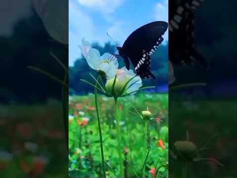 🦋Butterfly