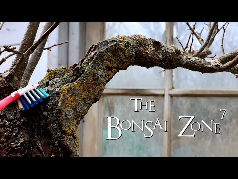Pruning My Small Leaf Linden Bonsai, The Bonsai Zone, Mar 2020