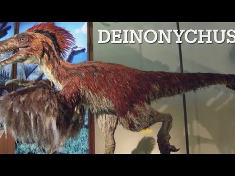 #33 The Deinonychus