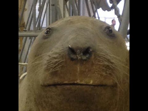 Cherry VS CM145 Quarantined Rapport 2020