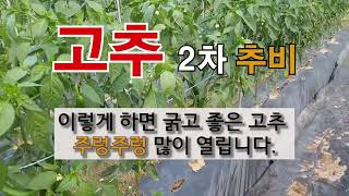 고추 2차 추비 이렇게 하면 굵고 좋은 고추 주렁주렁 많이 열립니다. #주말농장 #고추가꾸기.