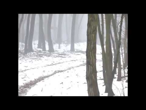 Wild Boar Driven Hunt in East-Hungary - Sautreibjagd Ost-Ungarn 2012