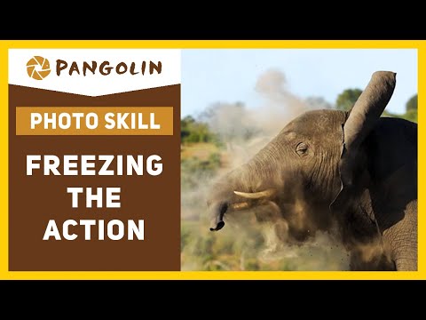 Best Shutter Speed For Wildlife Photography | Freezing the action.
