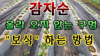[텃밭농부.965]  감자순이 나오지 못한 빈구멍에 보식하는 방법 #감자재배