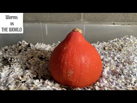 Hubbard Squash vs Worms | 30 Day Time-lapse Fast Playback