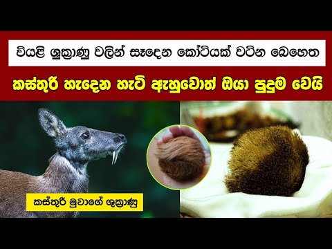 කස්තුරි හැදෙනහැටි ඔබ ඇහුවොත් පුදුම වේවි 😲 | Vampire Deer | Kasthuri