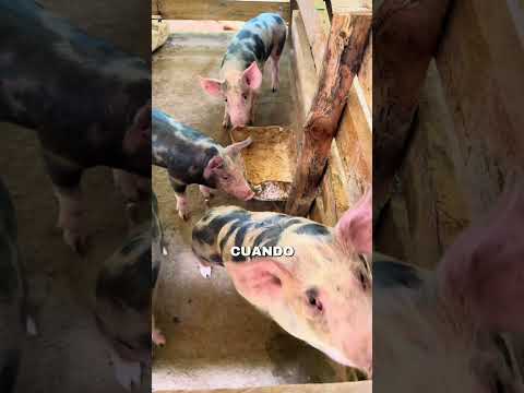 Esta fue la primer capital de Colombia - Pore - Casanare