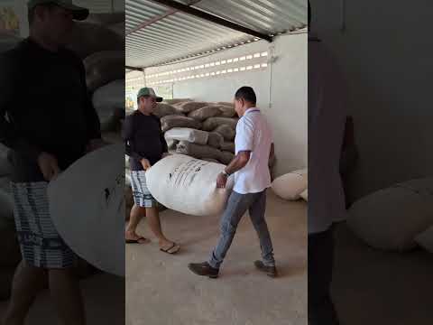 Certificação do algodão orgânico em Monte das Gameleiras-RN.