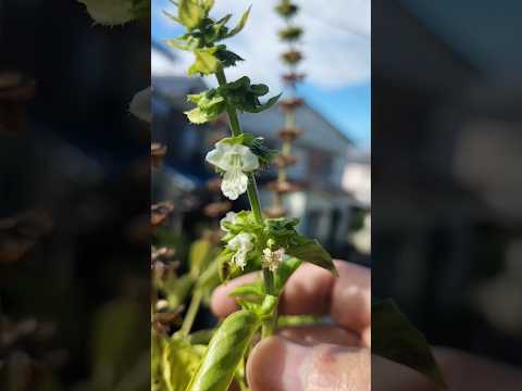 園芸 サラダやバジルの植物を移植するにはどうすればよいですか?