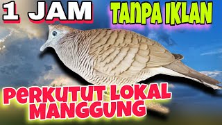 Download lagu 1 Jam Perkutut Gacor Ini 100% Pikat Perkutut Lokal Macet. mp3 Download lagu 1 Jam Perkutut Gacor Ini 100% Pikat Perkutut Lokal Macet. mp3