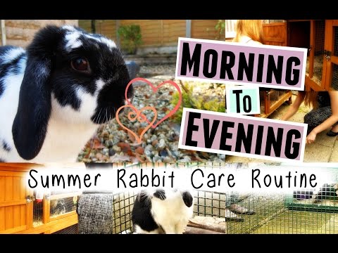 download lagu mp3 mp4 Blog Rabbit, download lagu Blog Rabbit gratis, unduh video klip Blog Rabbit
