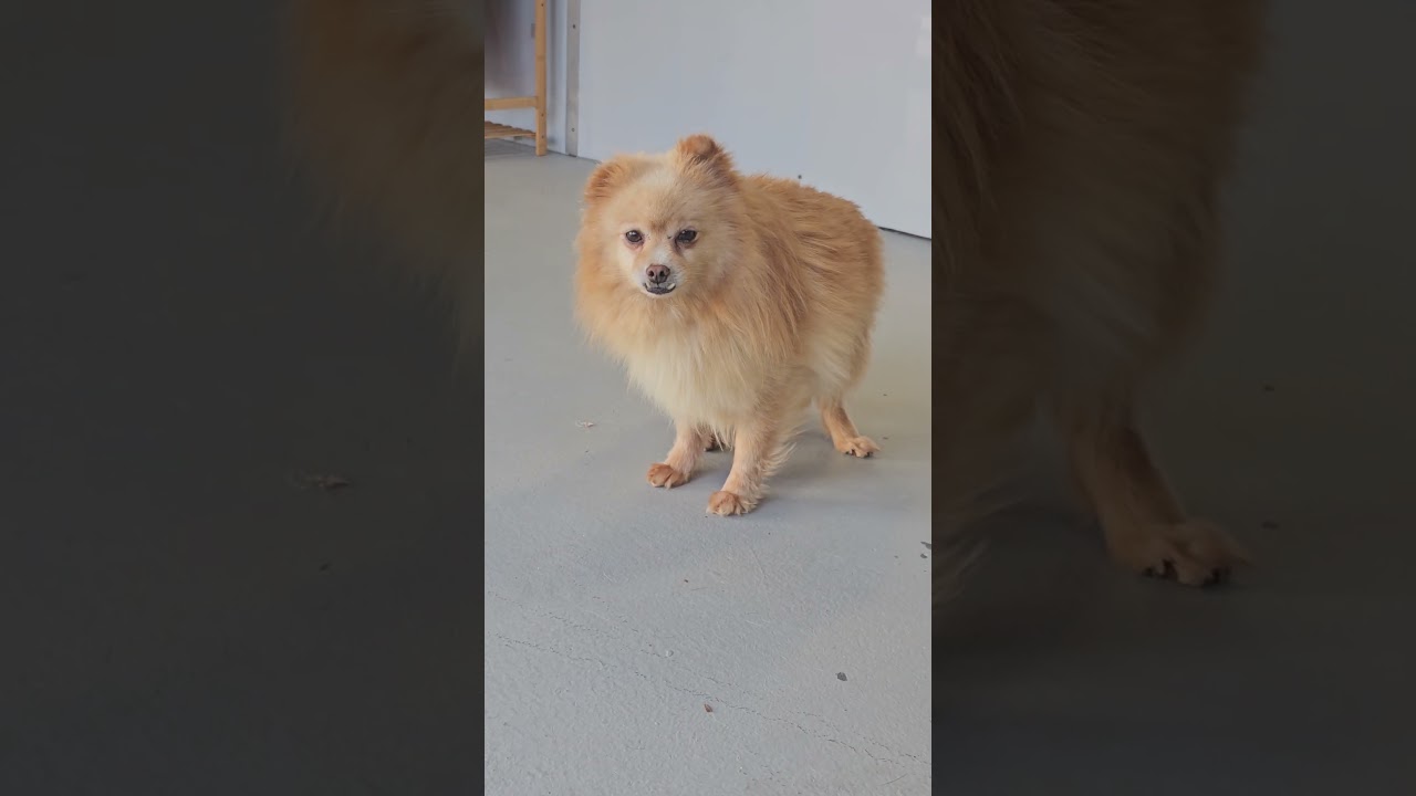 Enlarge Seraphina, a Adoptable Pomeranian in Studio City, CA video 6/6