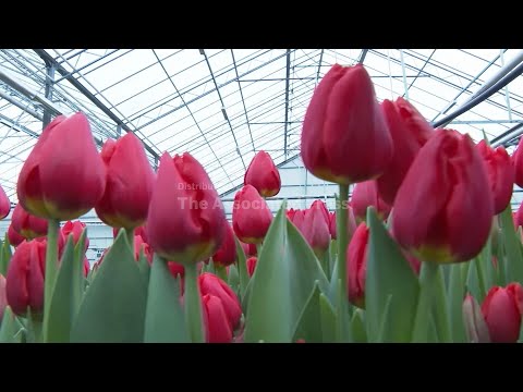A sign of spring: The world's leading producer of tulips prepares to launch new season