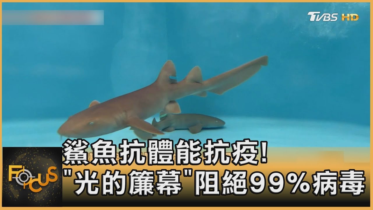 鯊魚抗體能抗疫!「光的簾幕」阻絕99%病毒