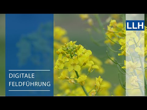 Digitale Feldführung: Vorstellung des Aufbaus des Landessortenversuches für den Winterraps