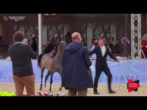 N.18 SHAHLA AL MUAWD - Asharqia Classic 2018