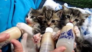 Котики, ну просто котики
