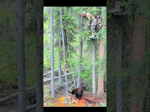 сапер охотничье дерево промах выстрел удивительный#challenge#wildlife#bear#hunting