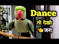 Parrot Pablo Ka Dance Mummy ki Singing Aur Bas😍