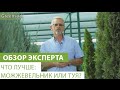 Что лучше: можжевельник или туя? 