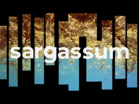 Tráiler de Sargassum