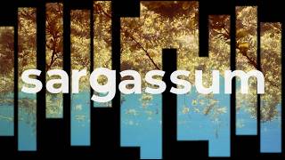 SARGASSUM Documentary Trailer