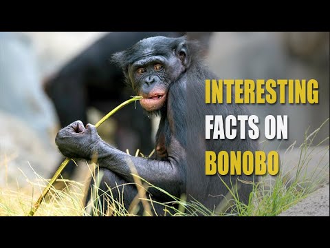 Interesting Facts On Bonobo