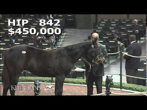 2014 November Breeding Stock Sale: Hip 842 - DB/B C (War Front - Stone Hope)