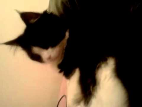 Funny Adorable Kitten funny