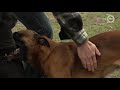 Drie trainingscentra voor politiehonden geschorst na mishandeling