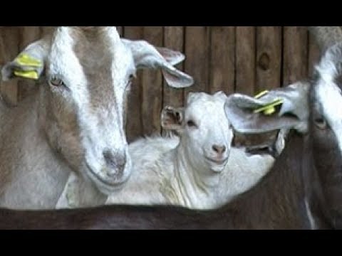 Feeding dairy goats  (Summary)